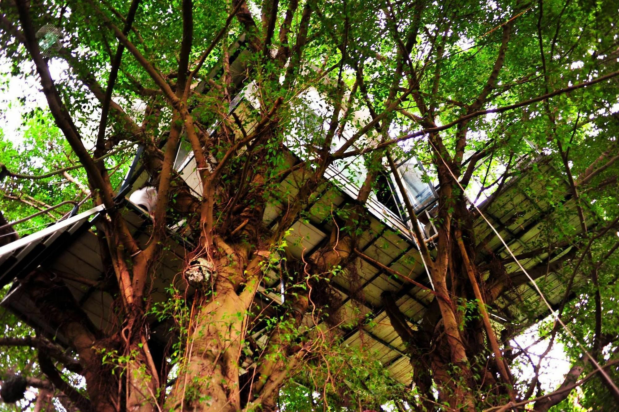 Dao Anh Khanh Tree House Hanoi Eksteriør billede